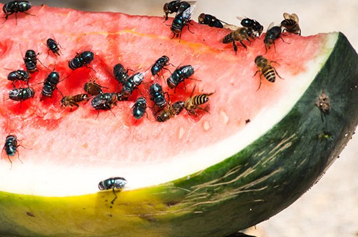 cara menghilangkan lalat buah